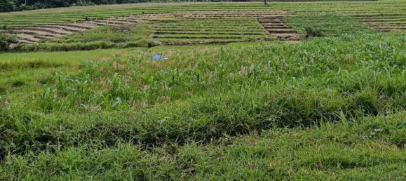  قطعة أرض في Tabanan, Indonesia 2100متر مربع رقم 4459 2