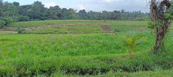  قطعة أرض في Tabanan, Indonesia 2100متر مربع رقم 4459 4