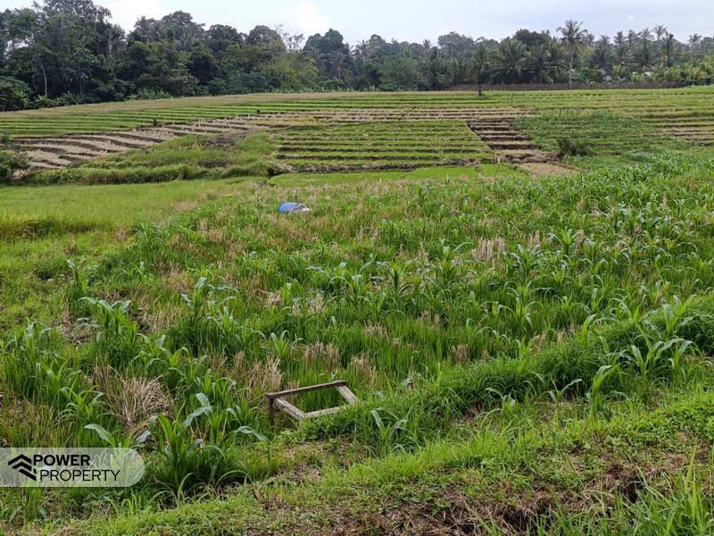  قطعة أرض في Tabanan, Indonesia 2100متر مربع رقم 4459