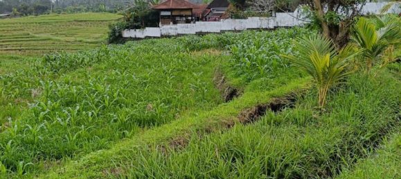  قطعة أرض في Tabanan, Indonesia 2100متر مربع رقم 4459 5