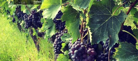 25 bedrooms Castles in Chianciano Terme, Italy No. 71961 17