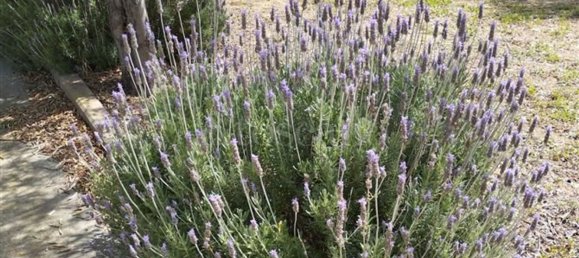 Villa de 15 divisões em Città Sant'Angelo, Italy N.º 161660 21