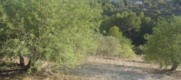 Земельный участок 15989м² в Бенисса, Испания № 169887 4