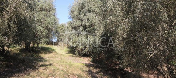 Дом с 6 комнатами в Монтополи ин Валь д’Арно, Италия № 236911 11