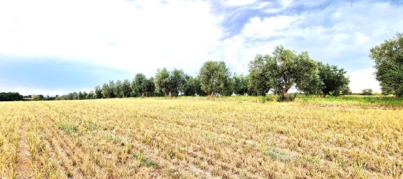  قطعة أرض في Viterbo, Italy رقم 317208 28