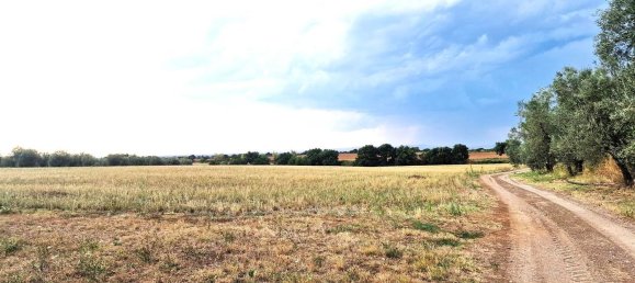  قطعة أرض في Viterbo, Italy رقم 317208 39