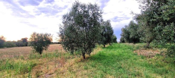  قطعة أرض في Viterbo, Italy رقم 317208 41