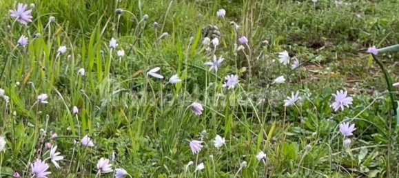 Casa de 1 dormitorio en Salve, Italy No. 59360 32