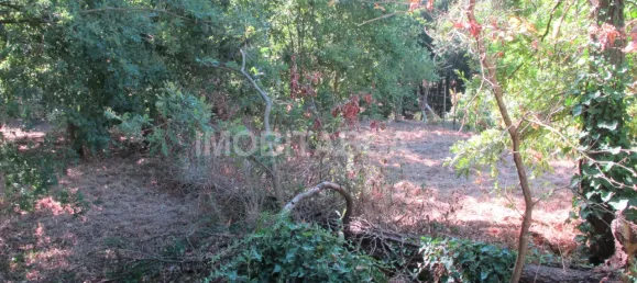 Terreno en Santa Comba Dao, Portugal No. 58303 7