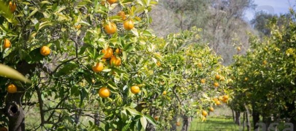 1 chambre Maison à Noto, Italy No. 360769 4