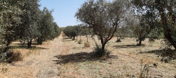 Grundstück in San Cataldo, Italy 12500m², Nr. 67032 2