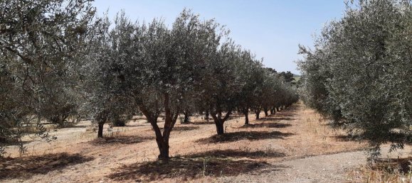 Grundstück in San Cataldo, Italy 12500m², Nr. 67032 3