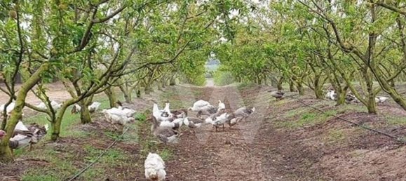 2 Schlafzimmer Schlösser in Palmela, Portugal, Nr. 67836 28