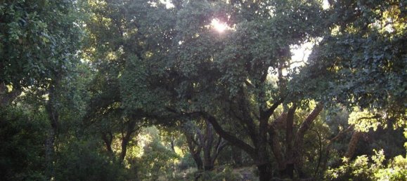  Land in Gaucin, Spain No. 83293 7