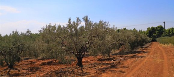 15120m² Hotel in Polygyros, Greece No. 5483 7