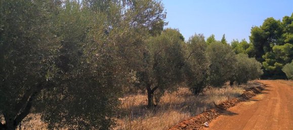 15120m² Hotel in Polygyros, Greece No. 5483 5