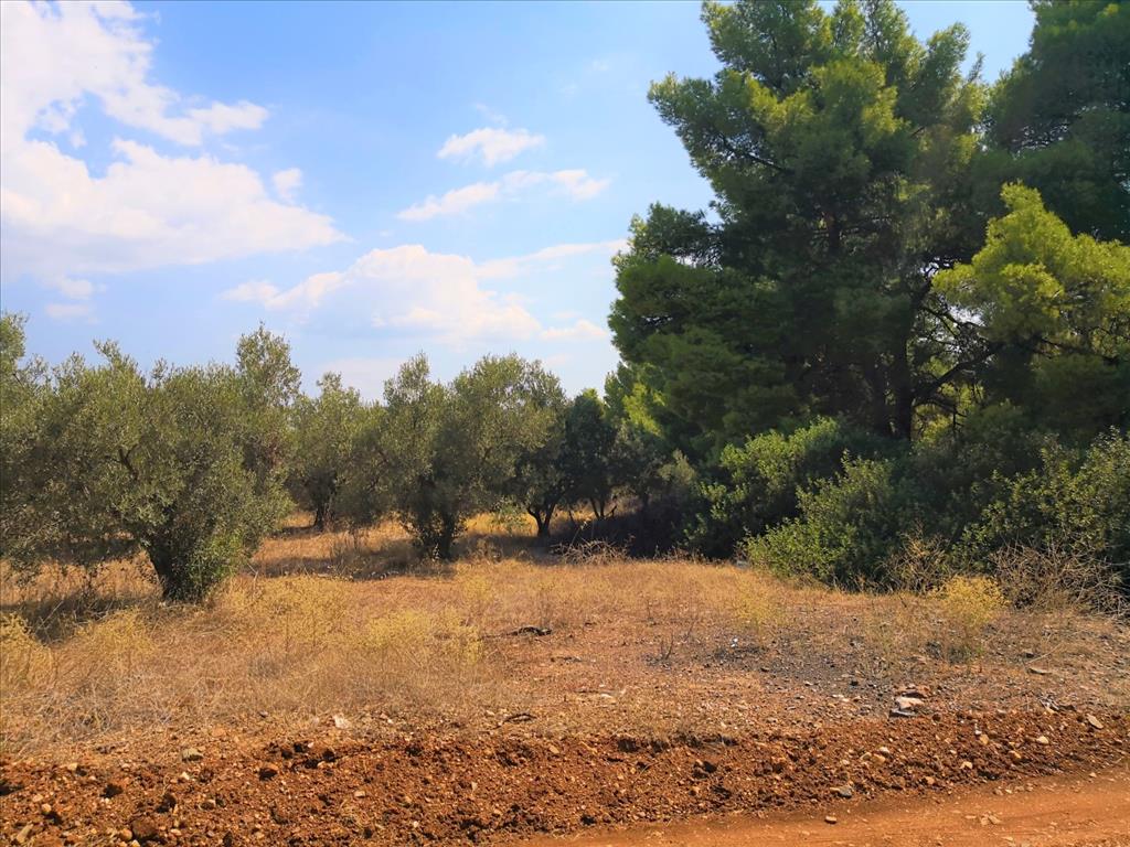 15120m² Hotel in Polygyros, Greece No. 5483