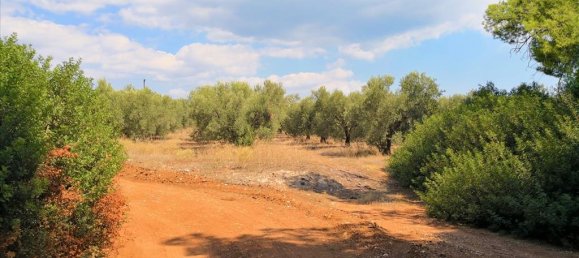 15120m² Hotel in Polygyros, Greece No. 5483 14