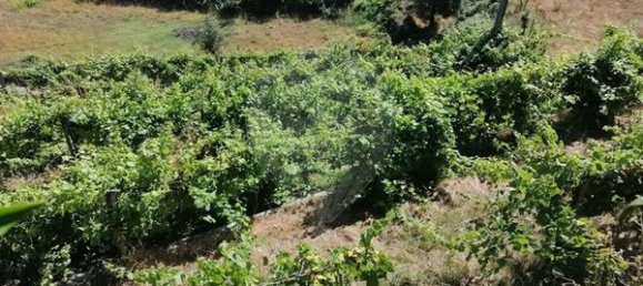 2800m² Land in Ponte da Barca, Portugal No. 58525 8