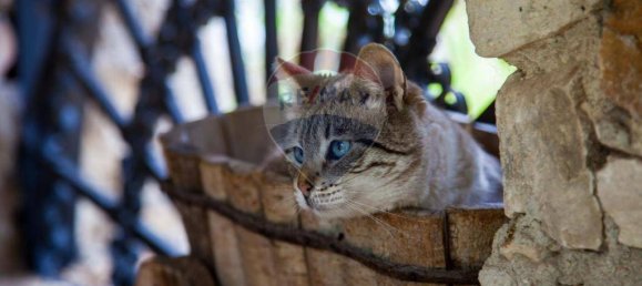 Villa T6 em Chiaramonte Gulfi, Italy N.º 279790 22