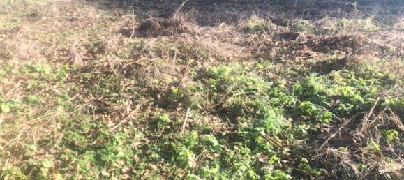 Земельный участок в Ампфльванг им Хаусруквальд, Австрия № 149711 3