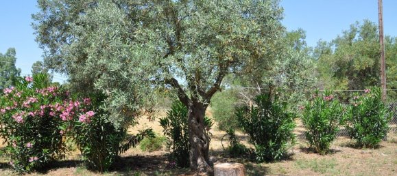 3 bedrooms Commercial property in Polygyros, Greece No. 3700 21