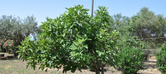 3 bedrooms Commercial property in Polygyros, Greece No. 3700 25