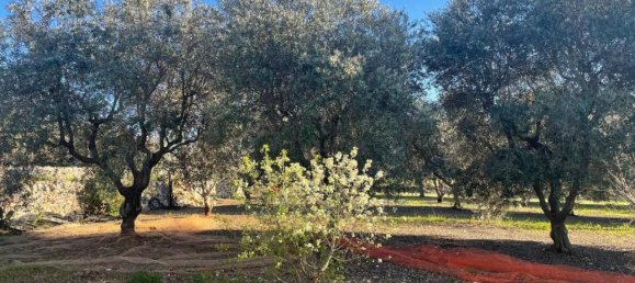 Terrain à Monopoli, Italy 10000m² No. 40132 6