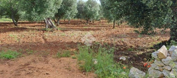 Studio in Carovigno, Italy, Nr. 76610 10