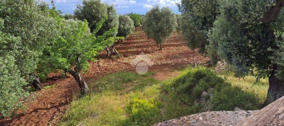 Studio in Carovigno, Italy, Nr. 76610 11