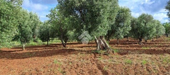 Studio in Carovigno, Italy, Nr. 76610 7