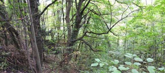 Terrain à Kaltenleutgeben, Austria 19357m² No. 30648 4