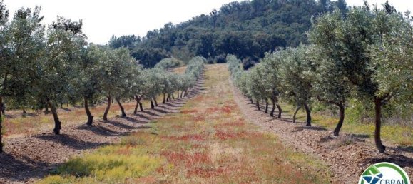  Land in Garriguella, Spain No. 73528 19