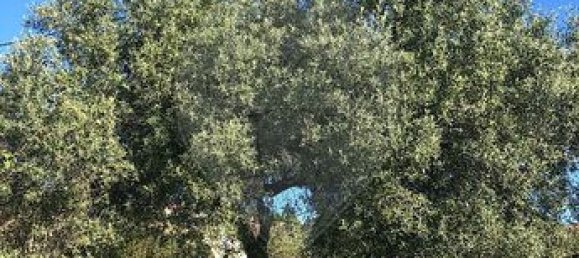 1151m² Land in Pietroso, France No. 240852 7