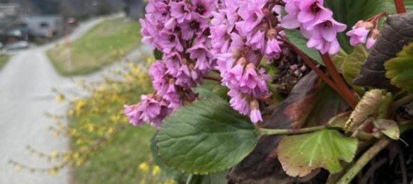  Land in Frastanz, Austria No. 81492 9