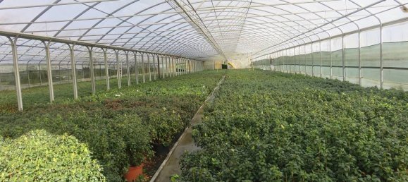 40000m² Land in Varallo Pombia, Italy No. 49738 16