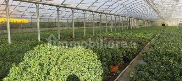 40000m² Land in Varallo Pombia, Italy No. 49738 15