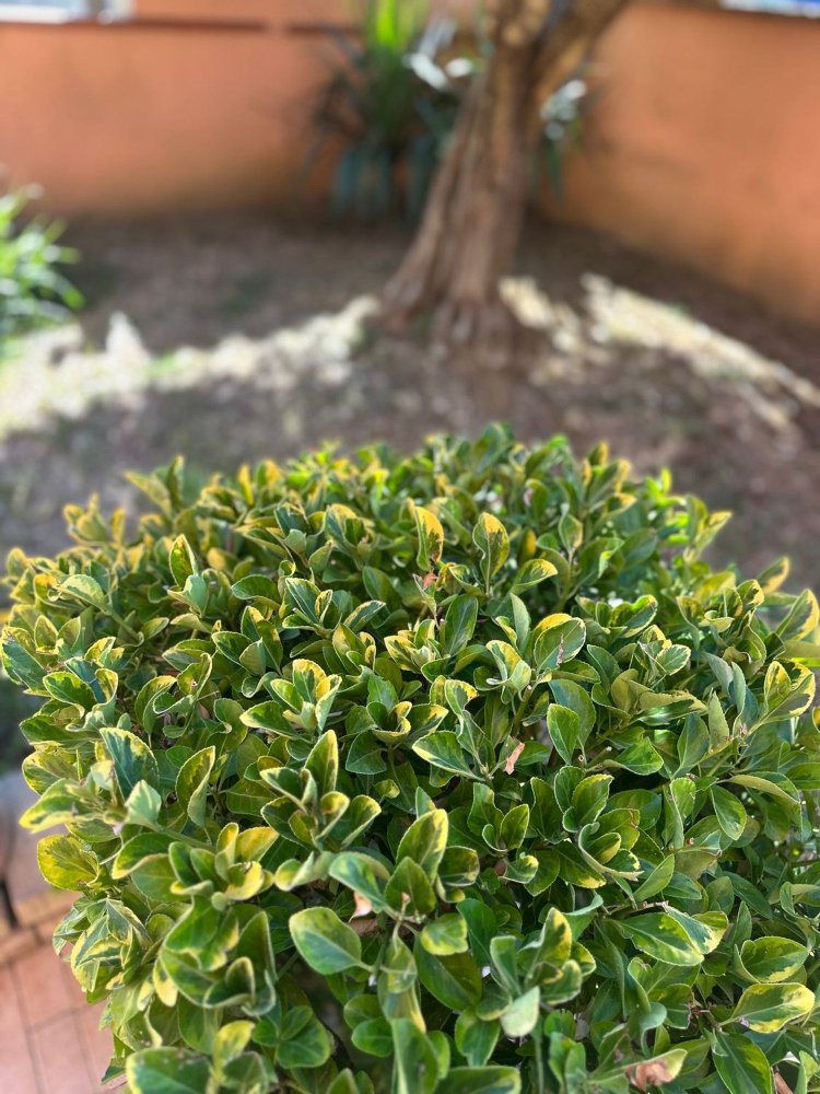 2 bedrooms Apartment in Montelupo Fiorentino, Italy No. 344875