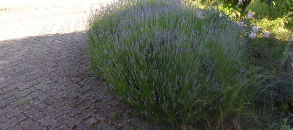 2 bedrooms Townhouse in Merzig-Wadern, Germany No. 295523 3