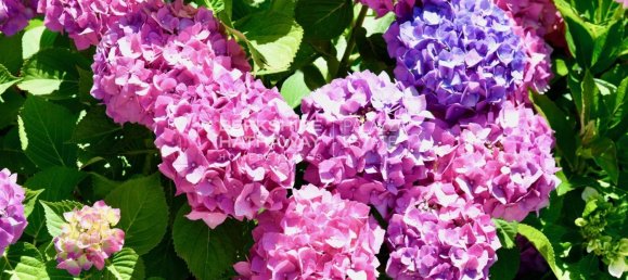 12 Schlafzimmer Villa in Brunate, Italy, Nr. 64967 22