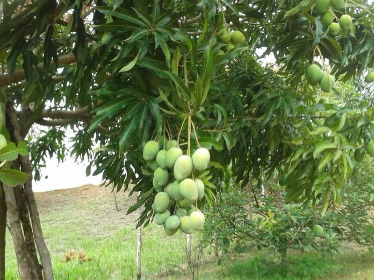 Studio in Valle del Cauca, Colombia No. 9400