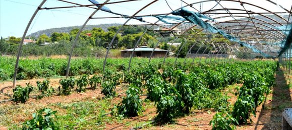  فندق في Koropi, Greece 4000متر مربع رقم 6605 2