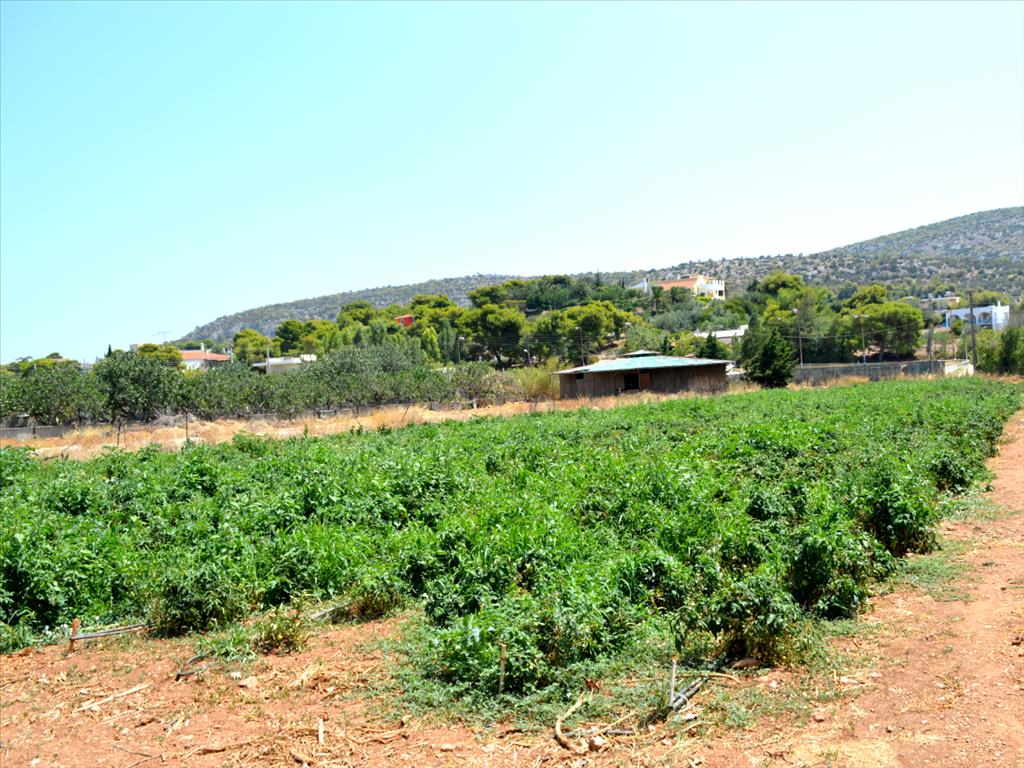 4000m² Hotel for sale in Koropi, Kropia, East Attica, Attica, Greece № 6605