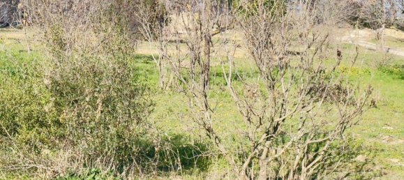 455m² Land in Saint-Alexandre, France No. 98736 16