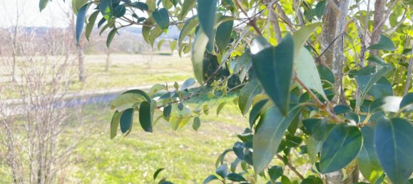 455m² Land in Saint-Alexandre, France No. 98736 13