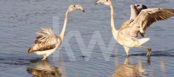 5920m² Land in Silves, Portugal No. 87144 31