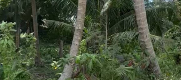  Commercial property in Surat Thani, Thailand No. 24903 2