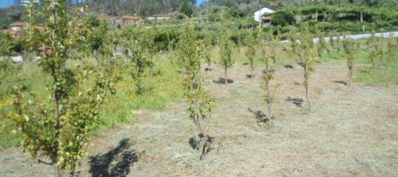 1 Schlafzimmer Haus in Marco de Canaveses, Portugal, Nr. 52098 9