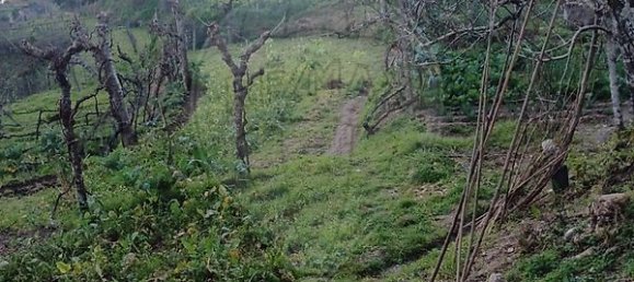 1 Schlafzimmer Haus in Marco de Canaveses, Portugal, Nr. 23877 9