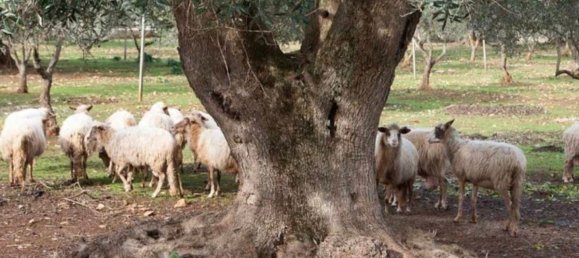 Gebäude in Ceglie Messapica, Italy 3199m², Nr. 235295 4